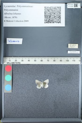 Media type: image;   Entomology 154986